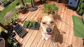 How I handle chlorosis after tons of rain and Gus learns to be a good dogsort of [upl. by Ranzini]