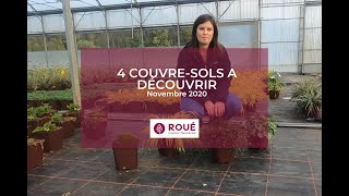 Focus sur 4 plantes couvresol [upl. by Milburn]