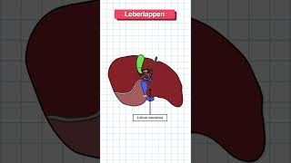 Aufbau der Leber in 60 Sekunden erklärt medizin anatomie medizinstudium [upl. by Attesoj]