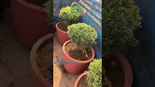 Green fingers Best gamla l￼ lightweight available Bholi Nidhi Nursery gamla bholinidhinursery [upl. by Sapers628]