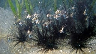 Banggai cardinalfish invasion in Lembeh Strait [upl. by Aniala]