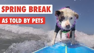 Spring Break Vacation Pets [upl. by Eberly]