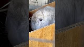 We are on French Lop watch time 🥰 easttn rabbit frenchlop [upl. by Conn]