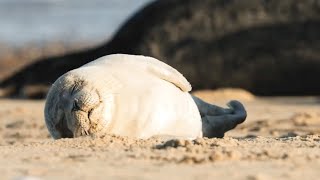 Sleepy Seals and Adorable Pups  The Science Of Cute  BBC Earth Kids [upl. by Eceinahs807]