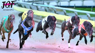 Greyhound Racing Masters – 500m Championship in Under 31 Seconds🔥 [upl. by Etteyafal614]