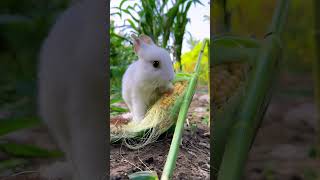 This is how the little rabbit steals corn Cute pet debut plan Rabbit rural little cute pet [upl. by Swainson]