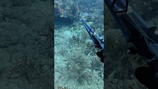 Spearfishing mangrove snapper spearfishingfreedivingfishingreeffishextremesportunderwatersport [upl. by Aronle]