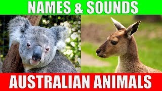 AUSTRALIAN ANIMALS Names and Sounds for Kids to Learn  Learning Australian Animal Names [upl. by Ecnirp696]