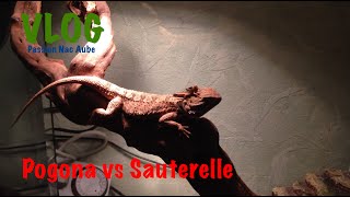 Vlog Pogona vs Grillon sauterelle et criquet [upl. by Celinka]