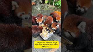 Red Panda on Tray Feast youtubeshorts ytshorts [upl. by Au]