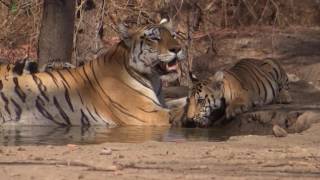 The Queen Of Pench [upl. by Daraj10]