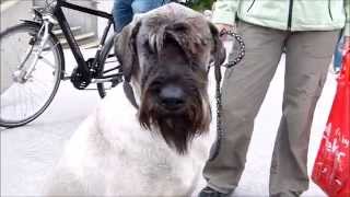 Riesenschnauzer  Giant Schnauzer [upl. by Ireg]