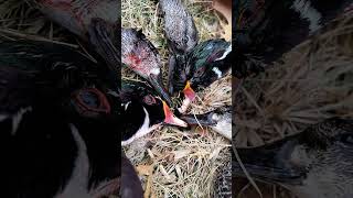 WOODIES down baby 2024 viralvideo youtubeshorts duckhunting woodduck [upl. by Ecirtnahc]