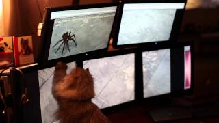 Cat chasing virtual spider [upl. by Eeloj]