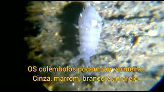 Colêmbolo Collembola no microscópio [upl. by Fredericka]