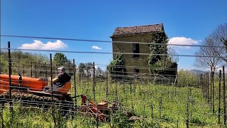 Trinciatura nella vigna di Aglianico Cesco di Nece Mustilli [upl. by Ilsa]