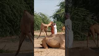 Camel on stand one foot animals sorts [upl. by Yauq]