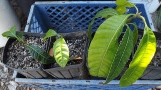 How to grow a Mango Tree from Seed [upl. by Egres]