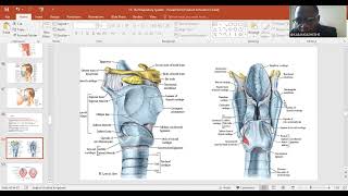 Respiratory system Histology Larynx Trachea Bronchi Bronchioles Alveolus [upl. by Llertnom404]