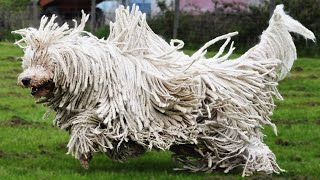 Best of Komondor  An Athletic dog [upl. by Ahsienor]