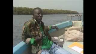 Reportage sur les Lamantins au Delta du Saloum Dakar  Senegal [upl. by Safir899]