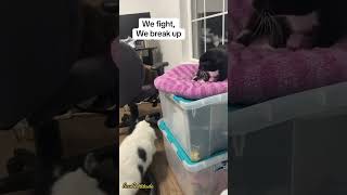 Owning a cat be like cat catlovers pet petlife cathumor humor katyperry drama [upl. by Alyse]