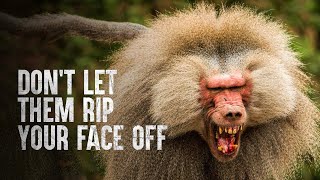 How to Survive the Top 5 Deadliest Primates [upl. by Swisher]