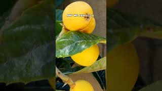 Easy Guide to Growing Tasty Loquats 🍊🌳 Shorts [upl. by Flss]