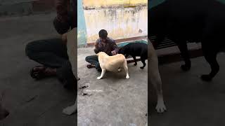 Love unconditional ❤️🔥😘💕 dog kennel dogbreed pets dewali yt dogtype shorts trending love [upl. by Yhtuv]