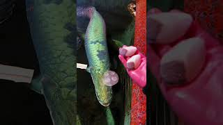 Huge Arapaima fish feeding  Worlds largest freshwater fish [upl. by Novj]