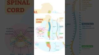 Spinal nerve spinalnerve How to learn spinal nerve shorts viralshorts nerves howtolearnnerve [upl. by Levram]