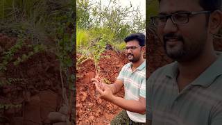 Natural మంగ చెట్టు షాంపూ villagelife shampoo organicshampoo village youtubeshorts nature yt [upl. by Zoldi]