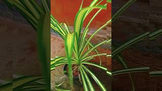 Pandanus Veitchii [upl. by Fregger]