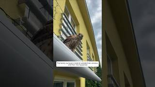 This family nurtured a kestrel outside their window and then this happened animalshorts [upl. by Sanjiv]