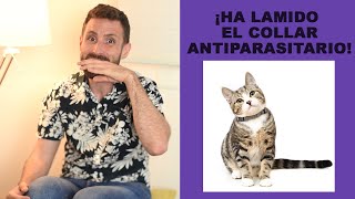 ¿Es peligroso que mi gato lama el collar antiparasitario [upl. by Nac]