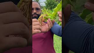 Finca de Pitahaya en la entrada de la caya Interactuando con Ricardo concepción potahaya ​⁠ [upl. by Suivatna]