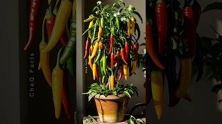 How to Grow Chili Pepper 🌶️ at Home plants shorts satisfying [upl. by Marian]