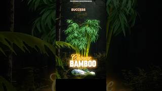 Chinese Bamboo Story shorts [upl. by Edin]