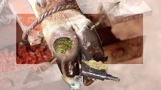 Removing Maggots and a Screw Stuck Inside Cow Hoof 150837 [upl. by Enilraep]