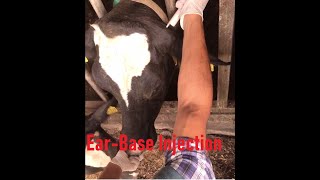 How To Inject A Cow Behind The Ear bovinedoctor [upl. by Oiramd]