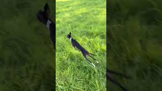 Italian greyhound female uk italiangreyhound greyhound puppy iggy zoomies running uk devon [upl. by Dahl393]