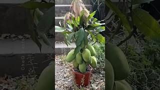 How to Graft a Mango Tree 🥭 New Technique of Growing Mango plants farming shorts [upl. by Cand]