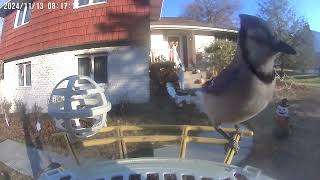 Daily Birdwatching  Netvue Birdfy Birdfeeder Cam  November 13 2024 [upl. by Dulsea]