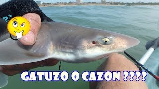 DIFERENCIA ENTRE EL TIBURÓN CAZÓN Y EL GATUZO [upl. by Ettie]