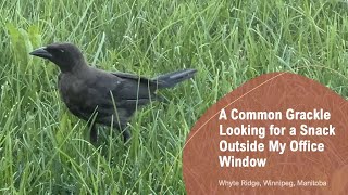 A Common Grackle Looking for a Snack Outside My Office Window papaatthezoo [upl. by Ynattirb991]