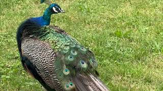 Elegant Peacock Preening Its Feathers in Stunning Detail [upl. by Taryne]