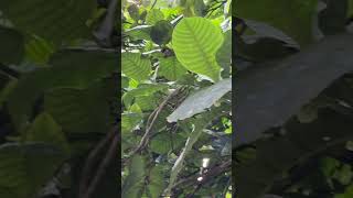 Leaves and fruits of Gardenia latifolia [upl. by Elson376]