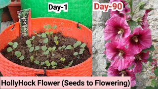 How to Grow Hollyhock Flowers Seeds to Flowering Time Lapse  90 Days In 6 mintue [upl. by Lewan]