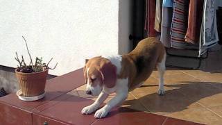 beagle epilepsy  Lafora disease 30042011 [upl. by Alaster127]