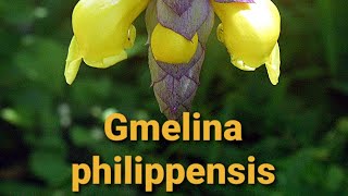 Gmelina philippensis [upl. by Natsirhc]